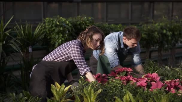 Two young farmers, an agronomist or a florist - girl in a plaid work shirt and both in aprons are arranging green plants in the background of a large bright greenhouse. Industrial cultivation of — 비디오