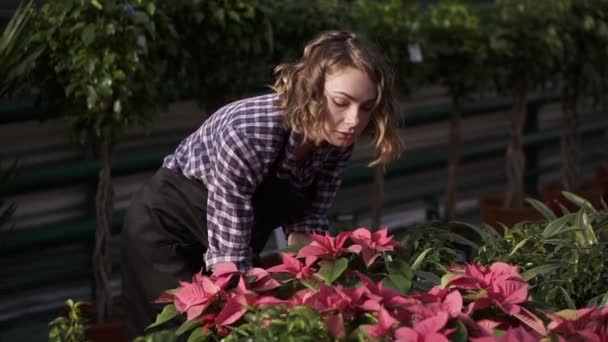 Μια νεαρή λευκή ανθοπώλης με μαύρη ποδιά που δουλεύει στο θερμοκήπιο φροντίζοντας λουλούδια. Κορίτσι σε θερμοκήπιο που εξετάζει και αγγίζει φυτά με ροζ λουλούδια στη σειρά. Ηλιόλουστη, φωτεινή περιοχή — Αρχείο Βίντεο
