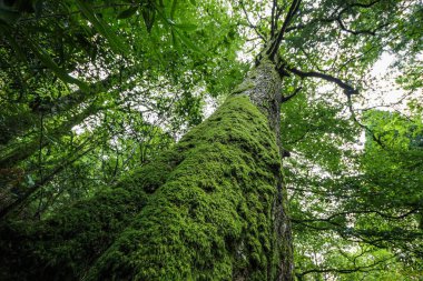 Yosun kadar seyir dev ağaç, Lake District, İngiltere, İngiltere'de gövde kaplı