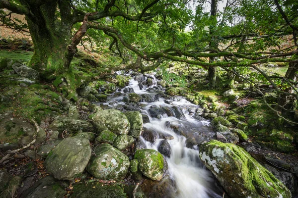 Yeşil ormanın içinden akan dağ dere. Art arda sıralı yosunlu kayaların üzerine düşüyor. Lake District, İngiltere