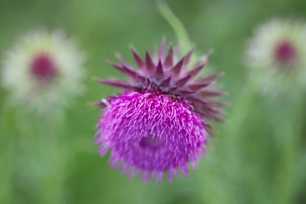 Flor de cardo de leite florescente na grama verde — Fotografia de Stock