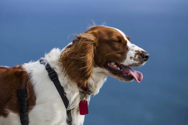 Welsh sıçramak İspanyol standları bir koşum köpek yaka ile giyiyor mavi deniz bir arka plan üzerinde tag