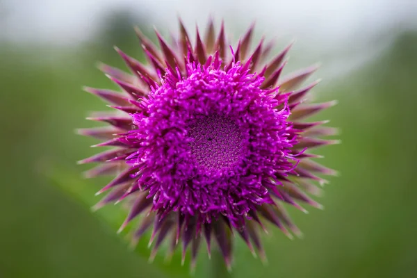 Blooming milk thistle flower in green grass — Stock Photo, Image