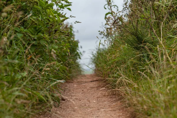 Footpath close up among green grass