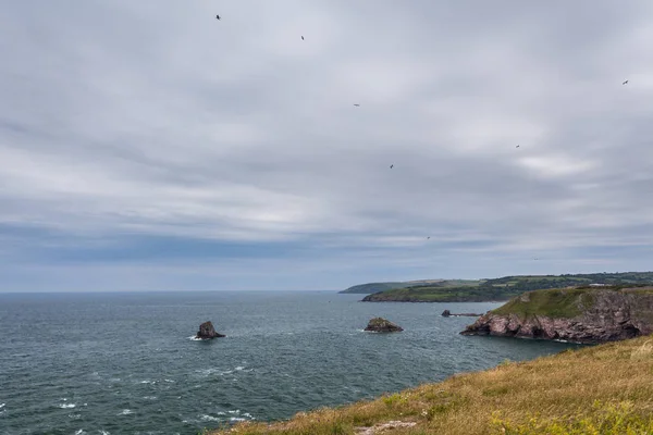 Bogyó vezetője, a South West Coast Path mentén, Devon, Egyesült Királyság — Stock Fotó