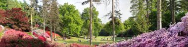 İnsanlar arasında çiçek açan azaleas Virginia Water Park, Punchbowl, Valley Gardens, İngiltere'de içinde bekletin. Mayıs 2009.