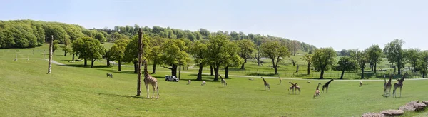 Zürafalar, llamas, zebralar, deve Longleat Safari ve Macera Parkı. Panoramik görünümü. Wiltshire, İngiltere, Haziran 2006.