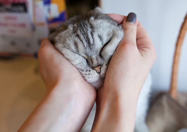 sleep cat in woman hand