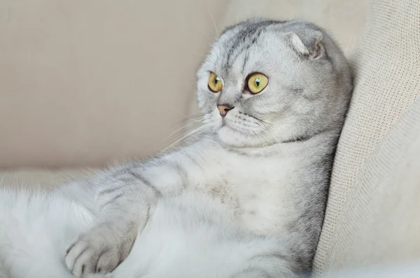 Lustige graue Katze — Stockfoto