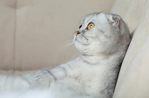 Gato gris divertido —  Fotos de Stock