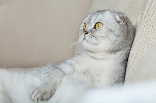 面白い灰色猫 — ストック写真