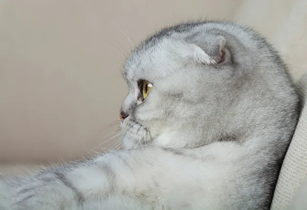 Gato gris divertido —  Fotos de Stock