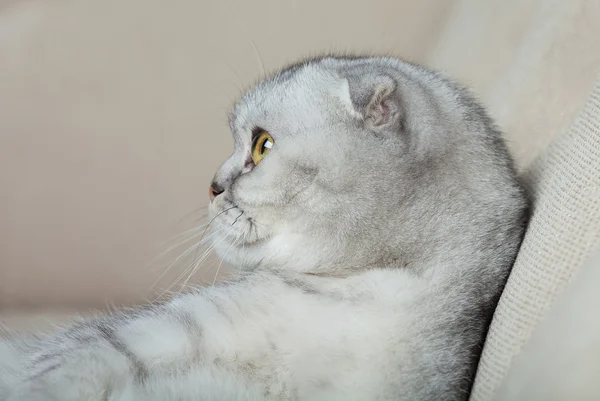 Komik Gri kedi — Stok fotoğraf