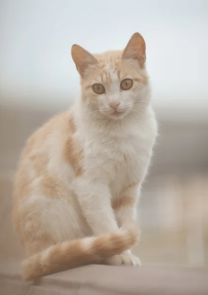 Komik kırmızı kedi sokaklarda. güneşli renk. arka plan bulanık. — Stok fotoğraf