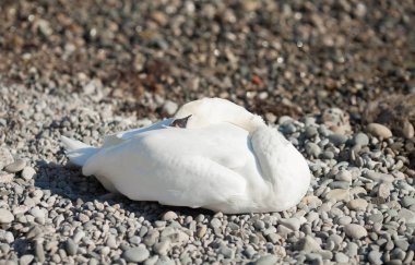 Deniz arka planda Kuğu.