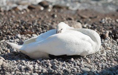 Deniz arka planda Kuğu.