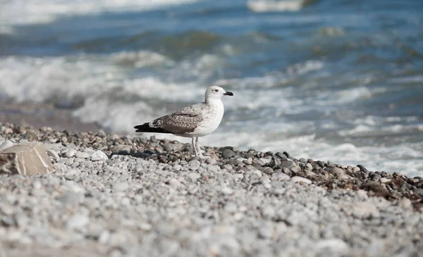 Gaivota sobre o mar. Pássaro na praia — Fotografia de Stock