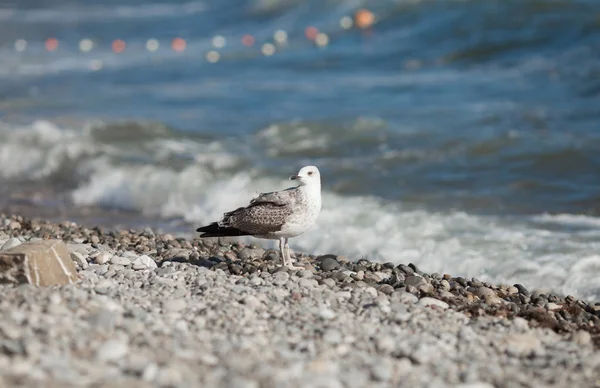 Möwe über dem Meer. Vogel am Strand — Stockfoto