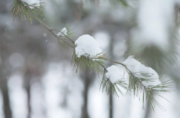 Forêt dans le gel. Paysage hivernal. Arbres couverts de neige — Photo