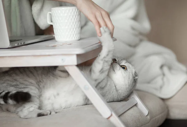 Lady playing with cat in bed. Wearing casual white attire. — Stock Photo, Image