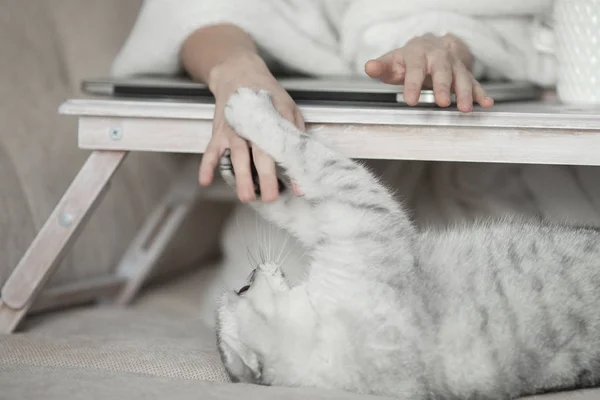 Lady playing with cat in bed. Wearing casual white attire. — Stock Photo, Image