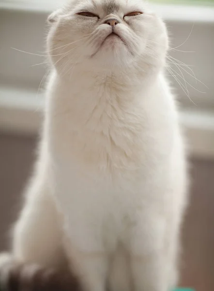 Kabarık Gri Güzel Yetişkin Kedi Scottish Fold Portre Kadar Yakın — Stok fotoğraf