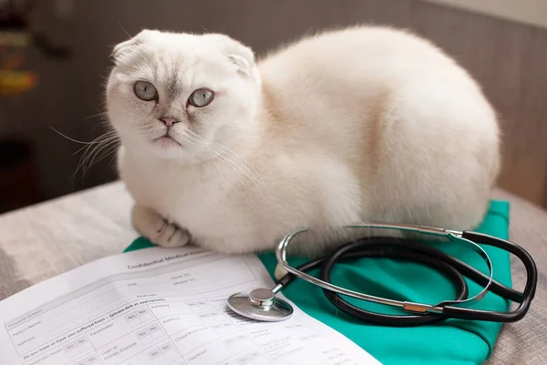 Cat Waits See Veterinarian — Stock Photo, Image