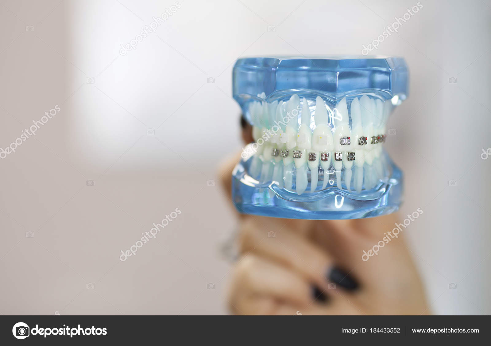 Dental Orthodontic Office Lab Presentation Tool Model Human Jaw Dental