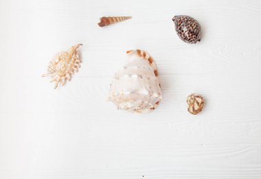 Yaz arka plan. Beyaz ahşap zemin üzerinde kabukları.