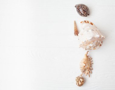 Yaz arka plan. Beyaz ahşap zemin üzerinde kabukları.