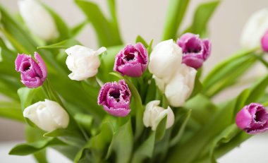 Anneler günü için Beyaz ahşap zemin üzerinde taze laleler