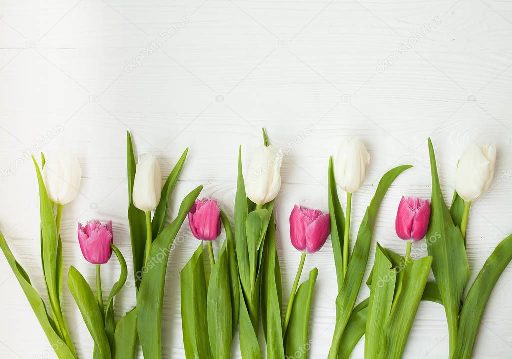Color tulips on wooden background