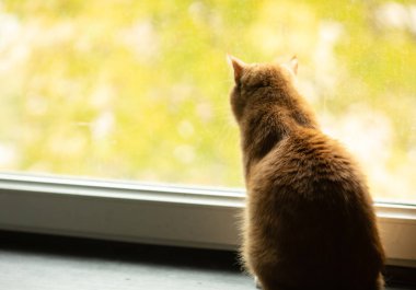 Pencereden dışarı bakarak kırmızı kedi ve cam onun yansıması.
