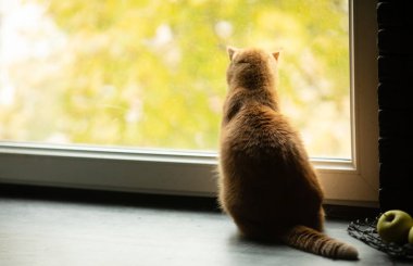 Pencereden dışarı bakarak kırmızı kedi ve cam onun yansıması.