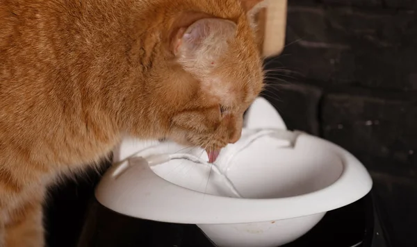 Röd Katt Dricker Vatten Från Tallriken Katt Sticker Tungan Skärpa — Stockfoto