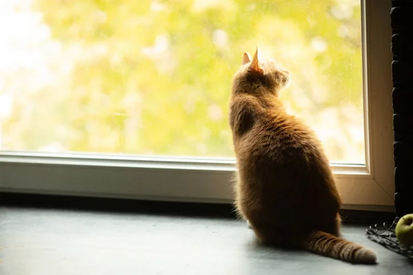 Red Cat Looking Out Window His Reflection Glass — Stock Photo, Image