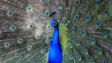 doğada güzel tavus kuşu