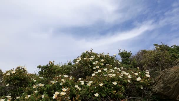 divoké květy s cloudscape timelapse