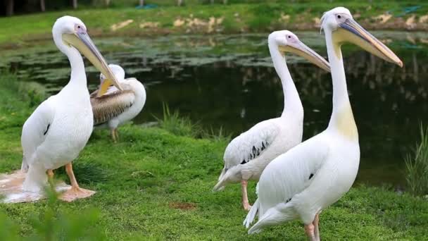 White pelican in nature — Stock Video