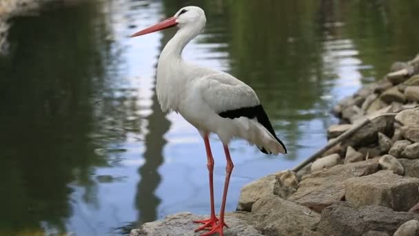 Vit stork i naturen — Stockvideo