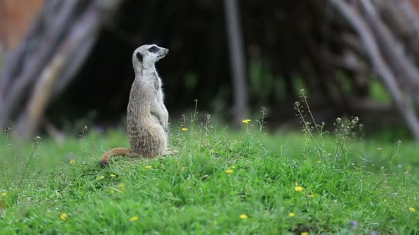 Meerkat op loer liggen in de natuur — Stockvideo