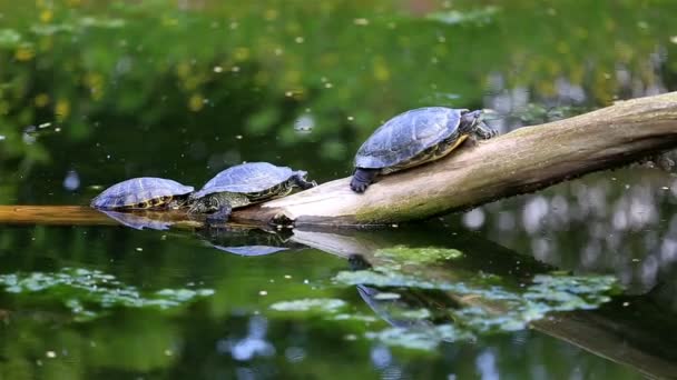 Gestreifte Schildkröte in der Natur — Stockvideo