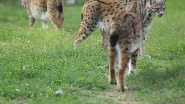 Doğada vahşi lynx — Stok video