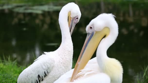 Pélican blanc dans la nature — Video