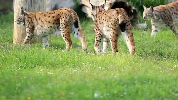 Wild lynx in de natuur — Stockvideo