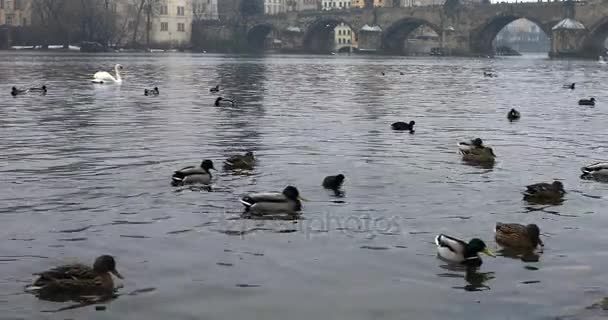 Ponte Carlo Città Vecchia Praga — Video Stock