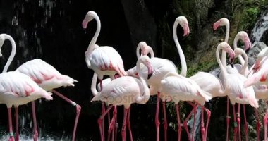 Flamingo 8 Grup