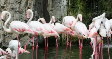Flamingo 10 grup