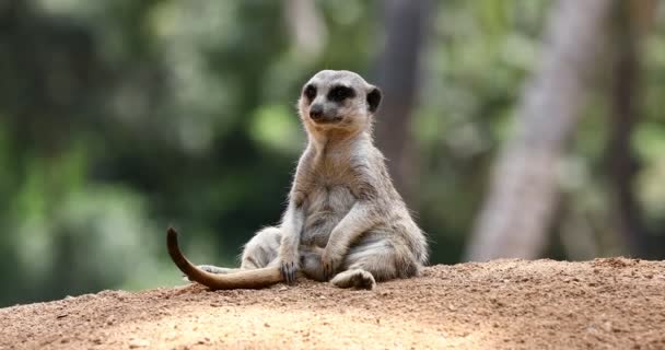 Solo suricata sentado en la naturaleza — Vídeo de stock