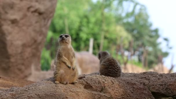 Group of meerkat working — Stock Video